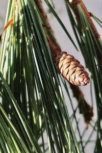 Close-up of pine cone