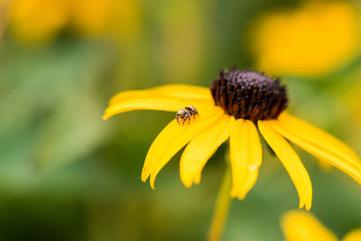 Close-up of bee pollinating on flower