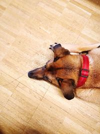 High angle view of dog relaxing on floor