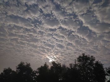 Low angle view of trees against sky