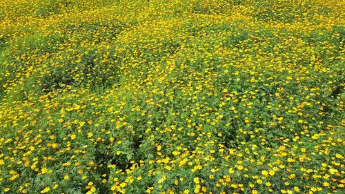 Yellow flowers blooming in field