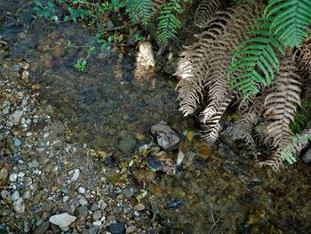 High angle view of starfish on rock in sea