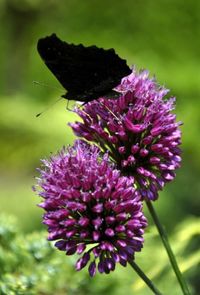 Close-up of butterfly pollinating on purple flower