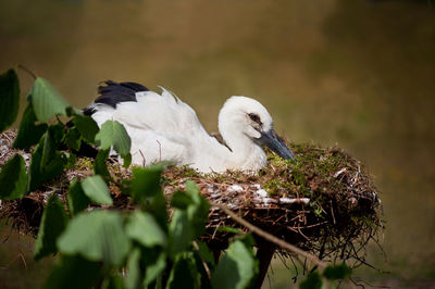 Close-up of white bird perching on plant