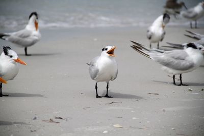 Royal terns and seagulls 
