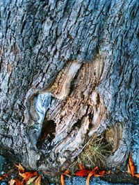 Full frame shot of tree trunk