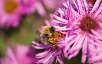 Close-up of bee pollinating on purple flower