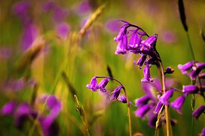 Close-up of purple flowers blooming outdoors