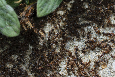 Close-up of ants