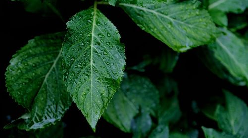 Close-up of wet leaves