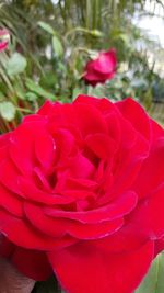 Close-up of red rose