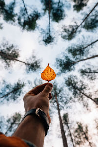 Close-up of hand holding plant against sky