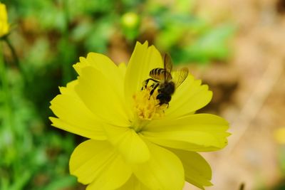 Close-up of insect on yellow flower