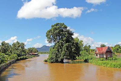 Trees and plants by river against sky