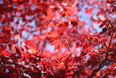 Close-up of maple leaves on tree