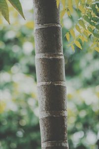 Close-up of tree trunk in forest