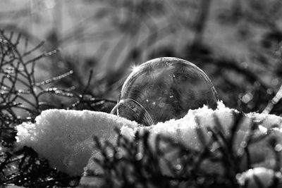 Close-up of snowflakes on ice