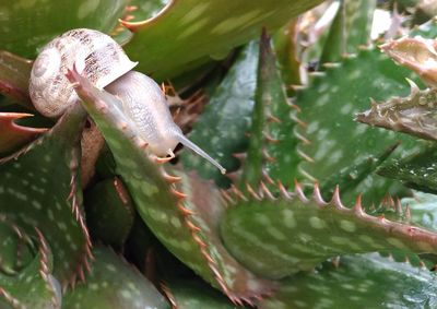 Close-up of snake on plant