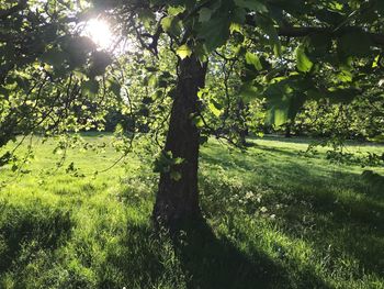 Trees growing in field