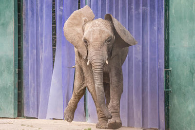 Elephant standing by wall