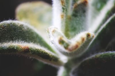 Close-up of succulent plant