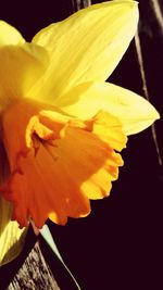 Close-up of day lily blooming outdoors