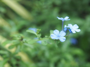 Close-up of flowers blooming outdoors