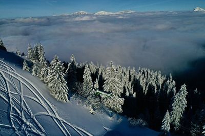 Pine trees on snowcapped mountains against sky