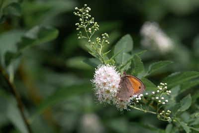 Close-up of butterfly pollinating on flower