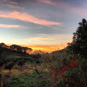 Scenic view of field against sky during sunset