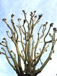 Low angle view of tree against sky