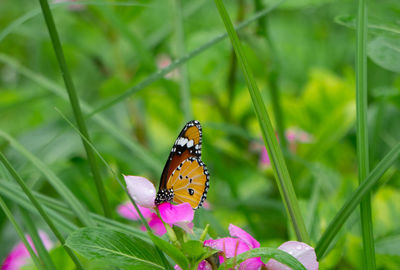 Butterfly pollinating on flower
