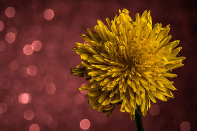 Close-up of yellow flowering plant