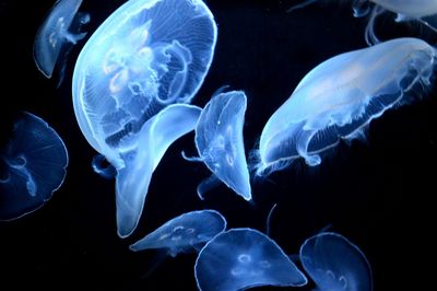 Close-up of jellyfish swimming in aquarium