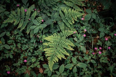 High angle view of flowering plant in back yard