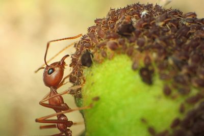 Close-up of ant