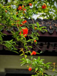 Close-up of red flowers