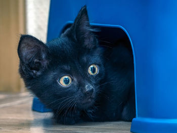 Close-up of black cat