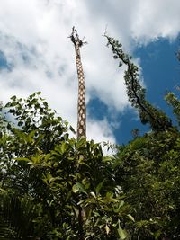 Low angle view of trees against cloudy sky