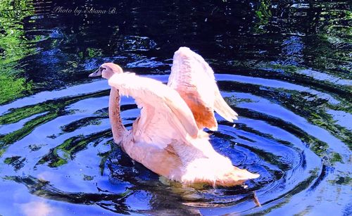 Close-up of swan swimming on lake