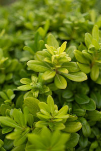 Full frame shot of plants