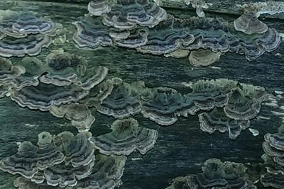 Close-up of painting on wall