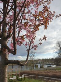 Cherry blossom tree against sky