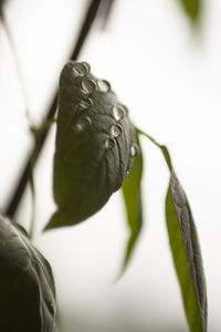 Close-up of butterfly on plant