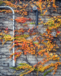 Close-up of maple tree against building during autumn