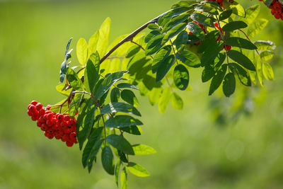 Close-up of rowan berries growing on the tree branch