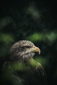 Close-up of eagle against blurred background