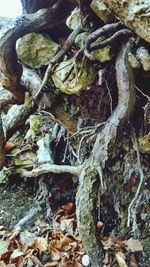 View of tree trunk