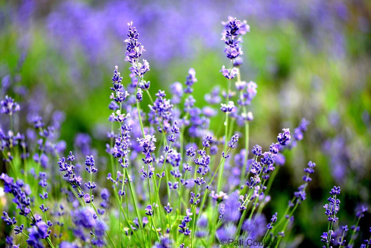 flower, purple, freshness, growth, fragility, beauty in nature, nature, plant, focus on foreground, close-up, stem, selective focus, blooming, field, petal, in bloom, wildflower, outdoors, day, no people