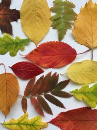 Close-up of leaves on tree